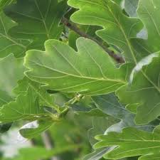 Attēlu rezultāti vaicājumam “Quercus robur Fastigiata leaf”