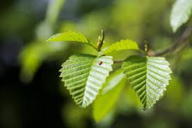 Attēlu rezultāti vaicājumam “Alnus”