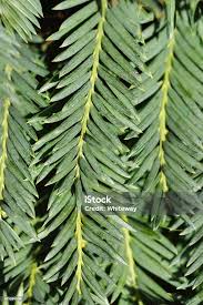 Attēlu rezultāti vaicājumam “Taxus baccata leaf”