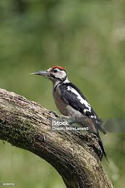 Attēlu rezultāti vaicājumam “Dendrocopos major”