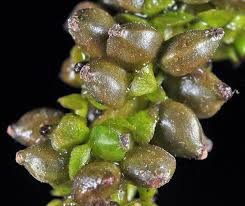 Attēlu rezultāti vaicājumam “Potamogeton lucens leaf”