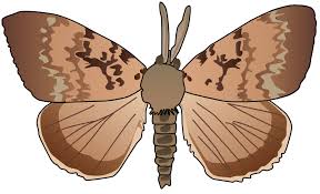 Attēlu rezultāti vaicājumam “Lymantria dispar”