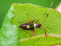 Attēlu rezultāti vaicājumam “Closterotomus biclavatus nymph”