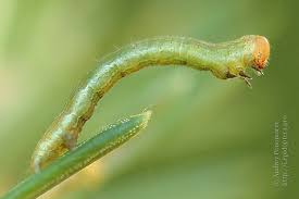 Attēlu rezultāti vaicājumam “Macaria signaria”