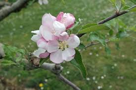 Attēlu rezultāti vaicājumam “Malus domestica flower”
