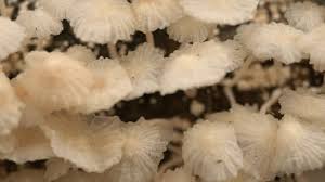 Attēlu rezultāti vaicājumam “Mucronella bresadolae”