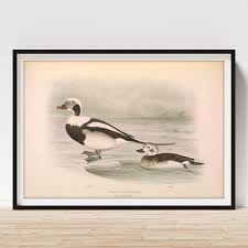 Attēlu rezultāti vaicājumam “Clangula hyemalis”