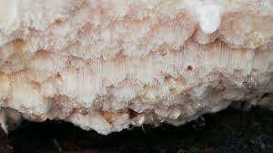 Attēlu rezultāti vaicājumam “Sarcoporia polyspora”