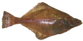 Image result for Parophrys vetulus