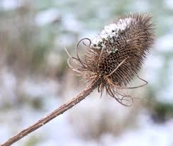 Attēlu rezultāti vaicājumam “Dipsacus fullonum fruit”
