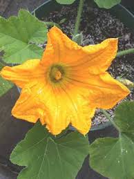 Attēlu rezultāti vaicājumam “Cucurbitaceae”