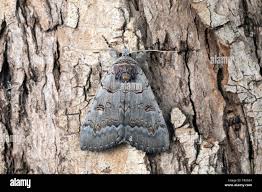 Attēlu rezultāti vaicājumam “Catocala pacta”