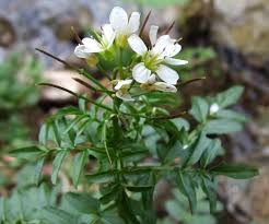 Attēlu rezultāti vaicājumam “Cardamine amara”