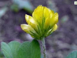 Attēlu rezultāti vaicājumam “Trifolium dubium fruit”