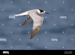 Attēlu rezultāti vaicājumam “Sterna hirundo adult”