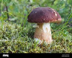 Attēlu rezultāti vaicājumam “Boletus pinophilus”