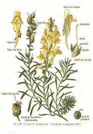 Attēlu rezultāti vaicājumam “Linaria vulgaris flower”