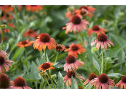 Image result for Sonnenhut