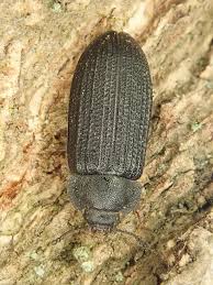 Attēlu rezultāti vaicājumam “Grynocharis oblonga”