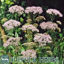 Image result for Eupatorium cannabinum