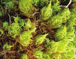 Attēlu rezultāti vaicājumam “Dicranum spurium”