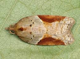 Attēlu rezultāti vaicājumam “Acleris laterana”