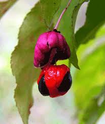 Attēlu rezultāti vaicājumam “Euonymus verrucosus fruit”
