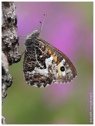 Attēlu rezultāti vaicājumam “Hipparchia semele underside”