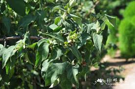 Attēlu rezultāti vaicājumam “Lonicera ferdinandii”