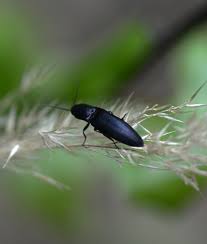 Attēlu rezultāti vaicājumam “Ectinus aterrimus”