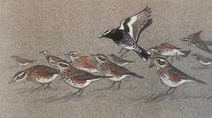 Image result for England Staffordshire Birding Club