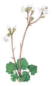 Attēlu rezultāti vaicājumam “Saxifraga granulata leaf”