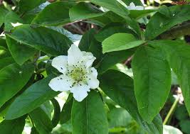 Attēlu rezultāti vaicājumam “Mespilus germanica leaf”