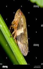 Attēlu rezultāti vaicājumam “Aphrophora alni”