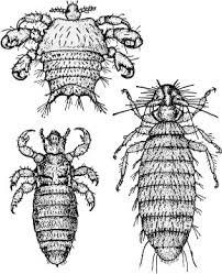 Attēlu rezultāti vaicājumam “Licea pygmaea sessile”