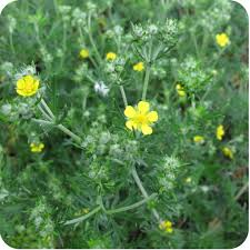 Attēlu rezultāti vaicājumam “Potentilla erecta flower”
