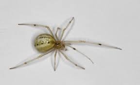 Attēlu rezultāti vaicājumam “Theridiidae”