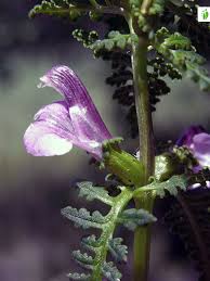 Attēlu rezultāti vaicājumam “Pedicularis palustris flower”