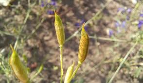 Attēlu rezultāti vaicājumam “Consolida regalis fruit”
