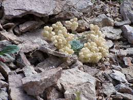 Attēlu rezultāti vaicājumam “Diderma spumarioides young”