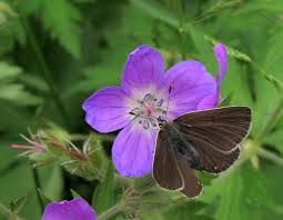 Attēlu rezultāti vaicājumam “Eumedonia eumedon male”