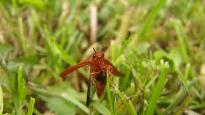 Attēlu rezultāti vaicājumam “Hylecoetus dermestoides female”