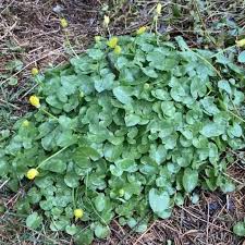 Attēlu rezultāti vaicājumam “Ficaria verna leaf”