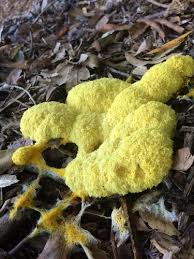 Attēlu rezultāti vaicājumam “Fuligo septica var. candida spores”