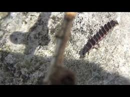 Attēlu rezultāti vaicājumam “Phosphaenus hemipterus”