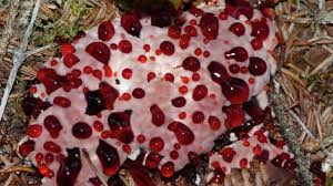 Attēlu rezultāti vaicājumam “Hydnellum sp.”