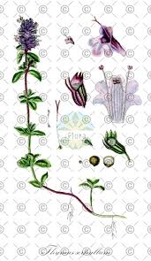 Attēlu rezultāti vaicājumam “Thymus pulegioides fruit”