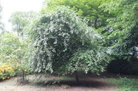 Attēlu rezultāti vaicājumam “Crataegus x macrocarpa leaf”