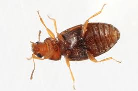 Attēlu rezultāti vaicājumam “Latridiidae”