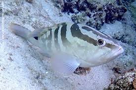 Image result for Epinephelus striatus